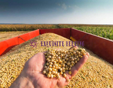 Soybean Conveyor Belt Food Grade