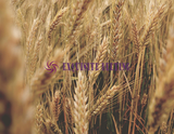 Wheat Rice Corn Conveyor Belt Food Grade