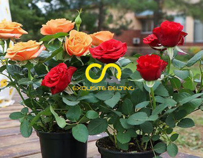 Greenhouse conveyor belt, flower conveyor belt, peony and rose conveyor belt