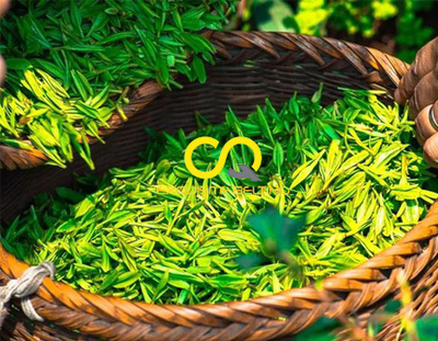 Tea Conveyor and Conveyor Belt