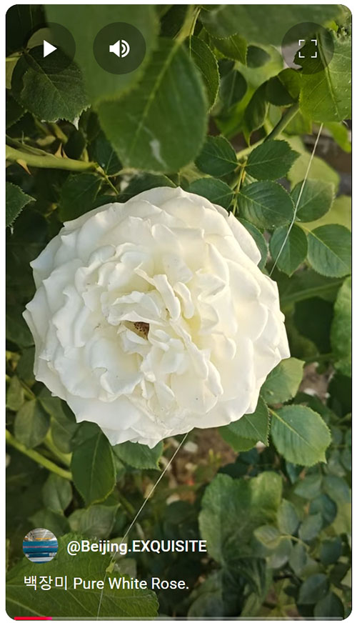 White Rose.jpeg