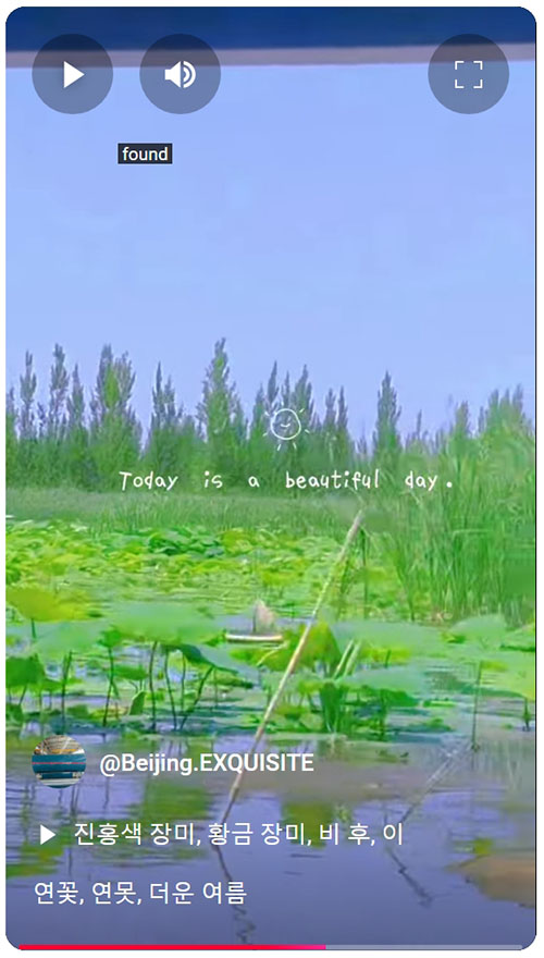 lotus, lotus pond, hot summer..jpeg