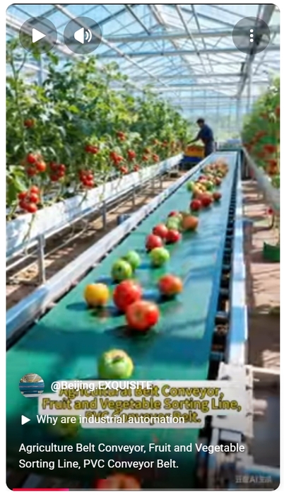 Agriculture Belt Conveyor, Fruit and Vegetable Sorting Line, PVC Conveyor Belt. youtube.jpeg