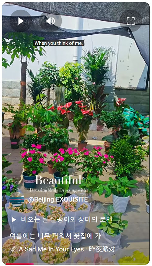 hot summer, go to the flower shop..jpeg