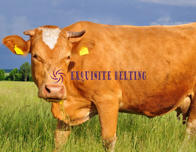 Aquaculture Farm Conveyor Belt